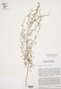 Herbarium sheet of TEX-LL 39840